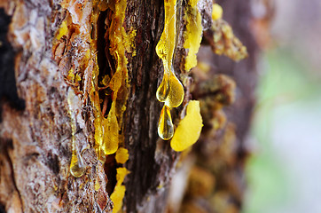 Image showing Yellow amber drop of resin close-up on a conifer tree