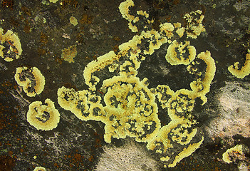 Image showing Lichen growing on the surface of the stone