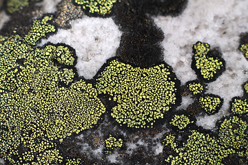 Image showing Lichen growing on surface of the stone