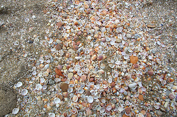 Image showing Different dead shellfishes on the pebbles sea beach, natural bac