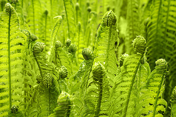 Image showing Beautiful young green fern grows in a forest in early spring