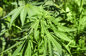 Image showing Close-up of green fresh foliage of cannabis plant