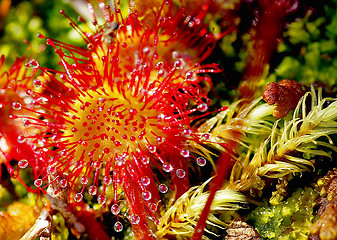 Image showing Sundew (drosera rotundifolia) insectivorous sticky plant