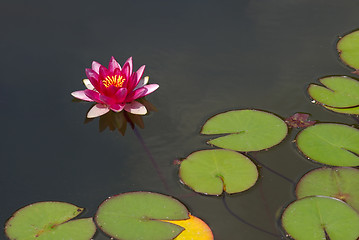 Image showing Beautiful pink water lily or lotus blossom on surface of pond