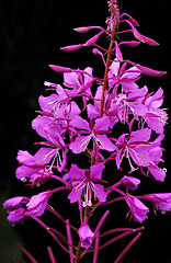 Image showing Beautiful flowers of Willow-herb or Ivan-tea on black background