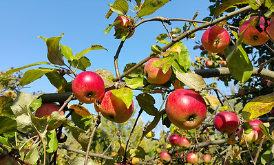 Image showing Branches of an apple-tree with ripe red apples