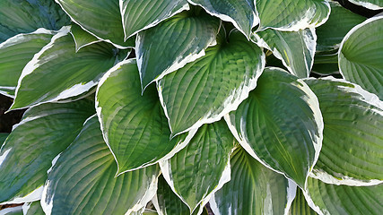 Image showing Green and white leaves of hosta 