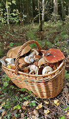 Image showing Basket with edible mushrooms