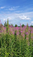 Image showing Beautiful summer field with willow-herb flowers 