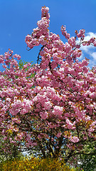 Image showing Beautiful pink flowers of spring trees against the blue sky