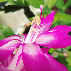 Image showing Beautiful flower of Schlumbergera