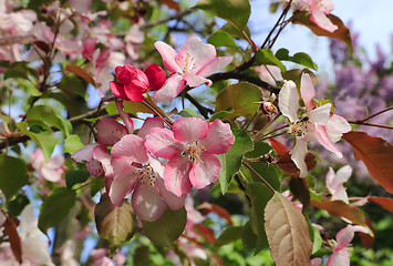 Image showing Branches of spring tree with beautiful pink flowers