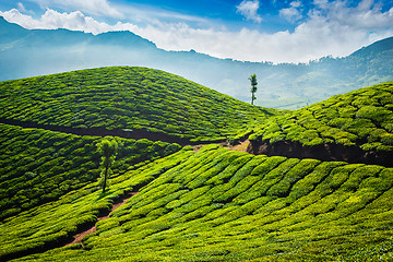 Image showing Tea plantations. Munnar, Kerala