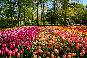 Image showing Blooming tulips flowerbed in Keukenhof flower garden, Netherland