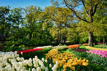 Image showing Blooming tulips flowerbeds in Keukenhof flower garden, Netherlan