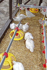 Image showing Chicken Farm