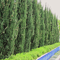 Image showing Conifer Hedge