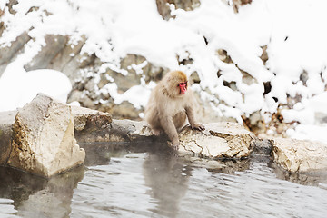 Image showing japanese macaque or snow monkey in hot spring