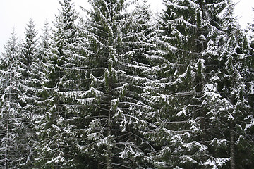 Image showing The first snow