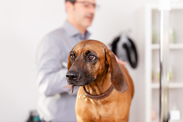 Image showing Bavarian Welding Dog Grooming