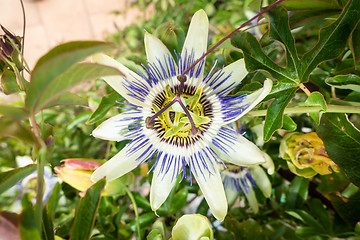 Image showing typical passionflower plant blossom