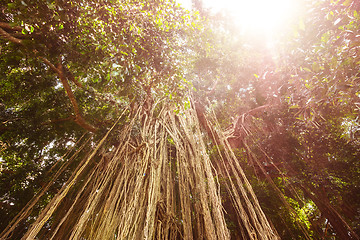 Image showing Long trailing aerial or adventitious roots on tree