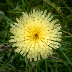 Image showing wild yellow flower Italy