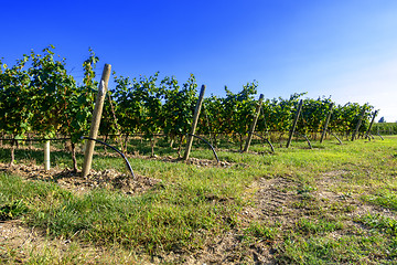 Image showing typical vineyard in northern Italy Trentino