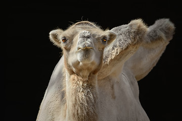 Image showing Portrait of Camel