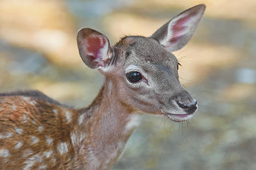 Image showing Portrait of a Fawn