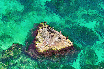 Image showing Cormorants on the Rock