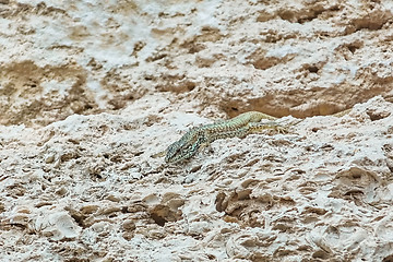 Image showing Lizard on Stone