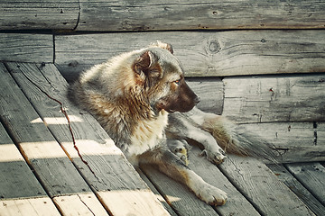 Image showing Dog on the steps