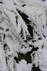 Image showing The first snow