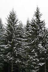 Image showing The first snow