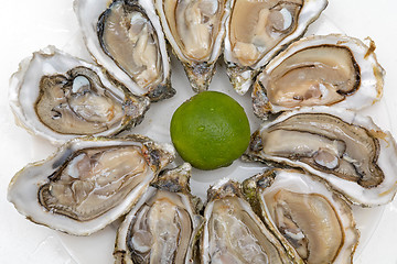 Image showing Oysters Delicacy