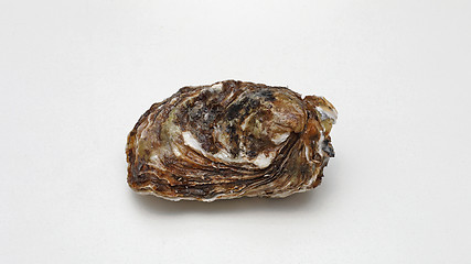 Image showing Closed Oyster