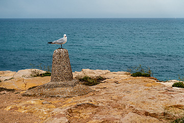 Image showing Seagull on Perch