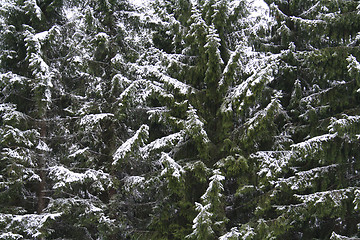 Image showing The first snow