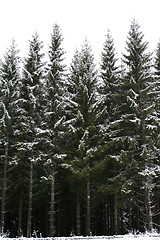 Image showing The first snow