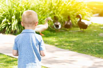 Image showing Curious Young Boy Watching The Ducks At The Park