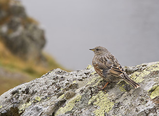 Image showing Sparrow on a rock