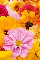 Image showing Pale pink cosmos flower with yellow calendulas and rudbeckias