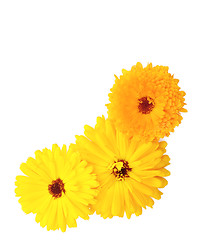 Image showing Three yellow and orange calendula flowers on white