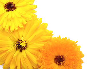 Image showing Bright yellow and orange calendula flowers on white