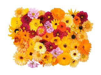 Image showing Collection of mixed garden flowers on white