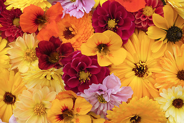 Image showing Floral background of flowers in shades of yellow and red