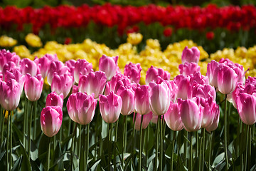 Image showing Blooming tulips flowerbed in Keukenhof flower garden, Netherland