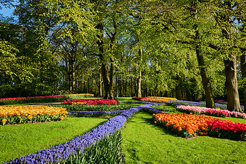 Image showing Blooming tulips flowerbeds in Keukenhof flower garden, Netherlan