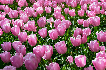 Image showing Blooming tulips flowerbed in Keukenhof flower garden, Netherland